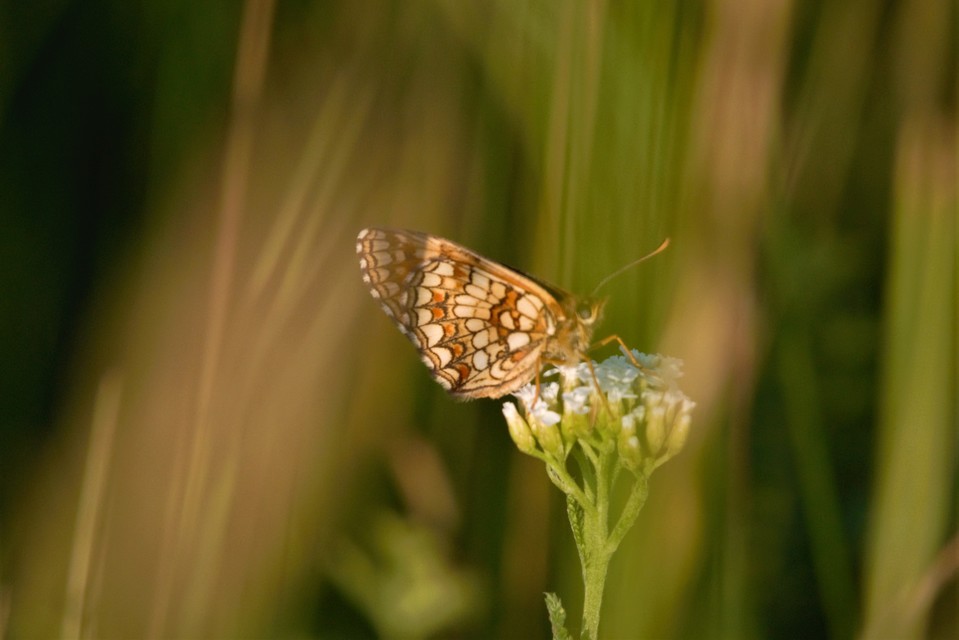 Melitaea aurelia - recés tarkalepke