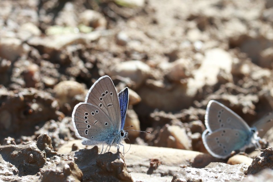 Cyaniris semiargus - aprószemes boglárka
