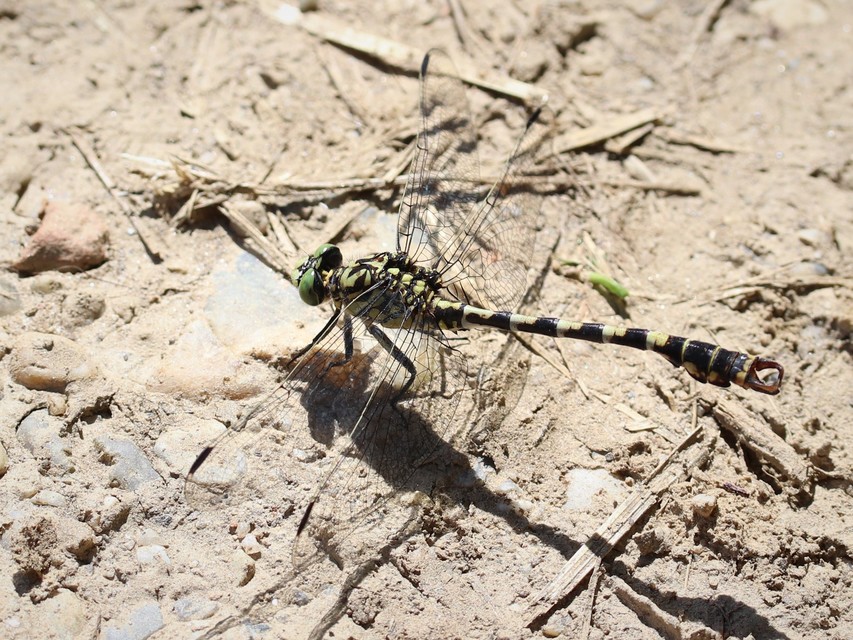Onychogomphus forcipatus - gyűrűs folyami-szitakötő