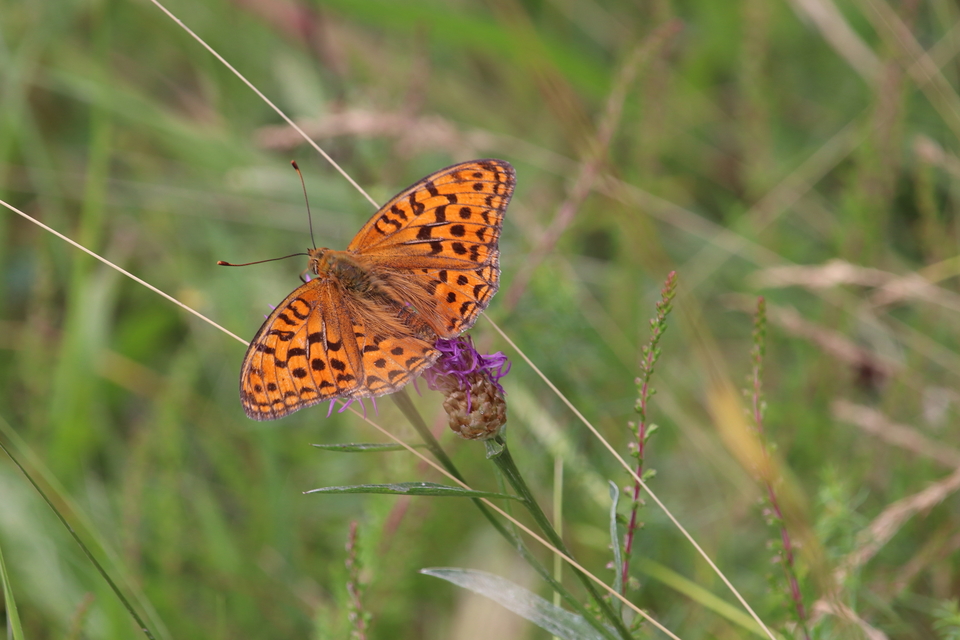 Argynnis adippe - ezüstös gyöngyházlepke