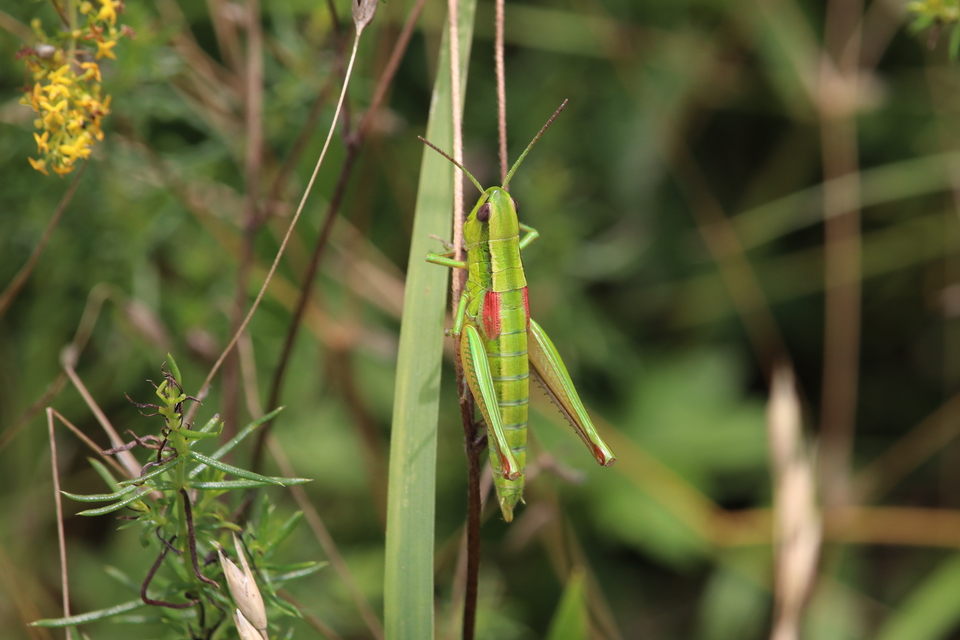 Euthystira brachyptera - smaragdzöld sáska