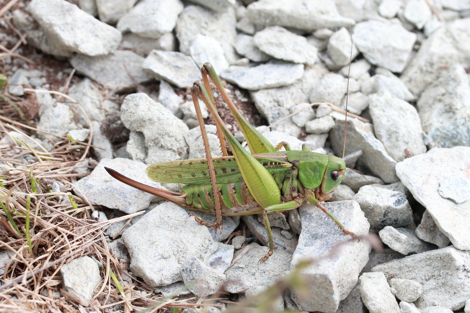 Decticus verrucivorus - szemölcsevő szöcske