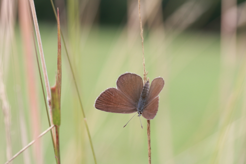 Cyaniris semiargus - aprószemes boglárka