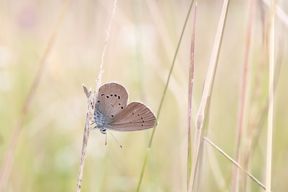 Cyaniris semiargus - aprószemes boglárka