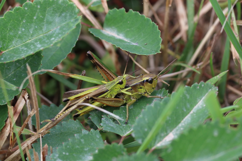 Stethophyma grossum - tundrasáska