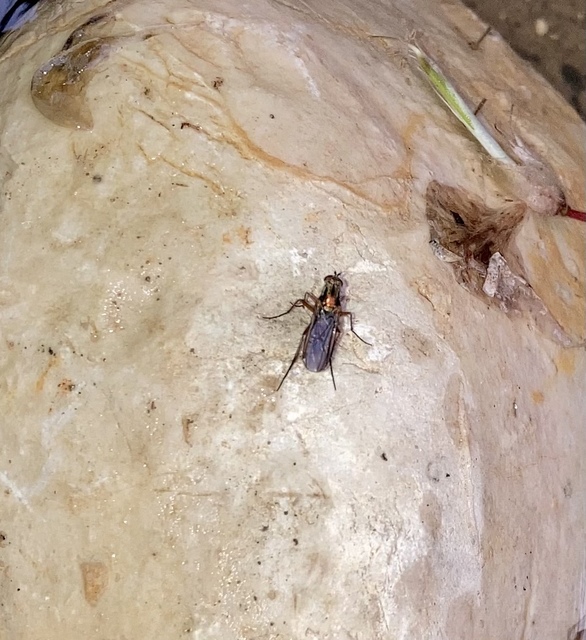 Dolichopodidae - szúnyoglábú legyek