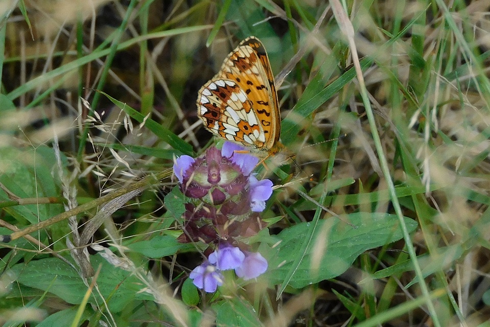 Boloria selene - fakó gyöngyházlepke