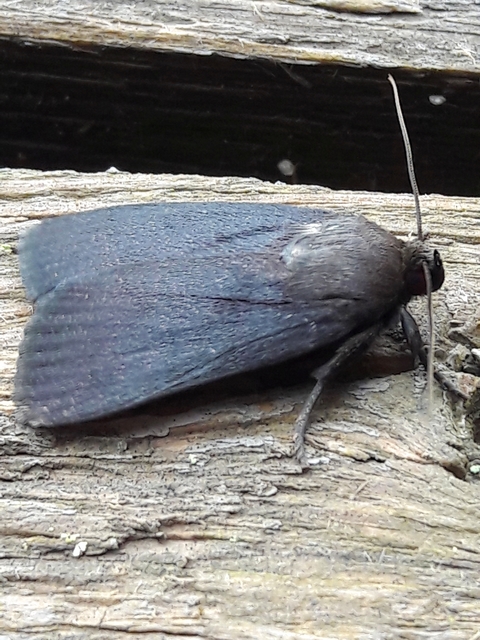 Amphipyra livida - zsírfényű bagoly