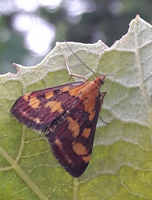 Pyrausta purpuralis - közönséges bíbormoly