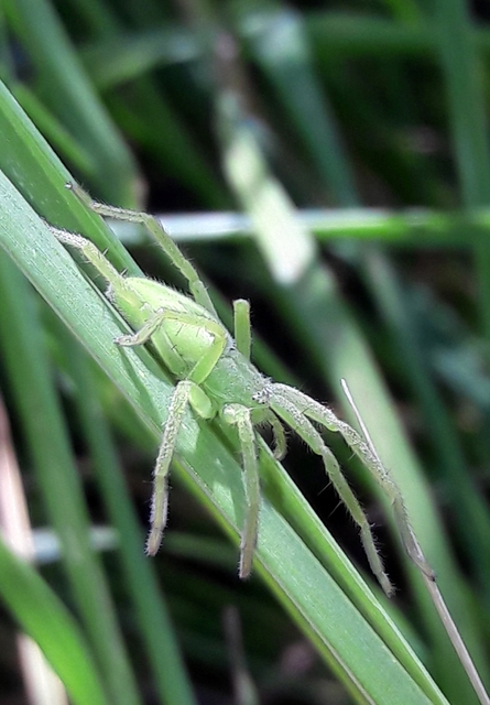 Micrommata virescens - hunyópók