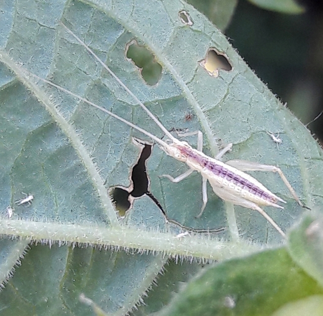Oecanthus pellucens - pirregőtücsök