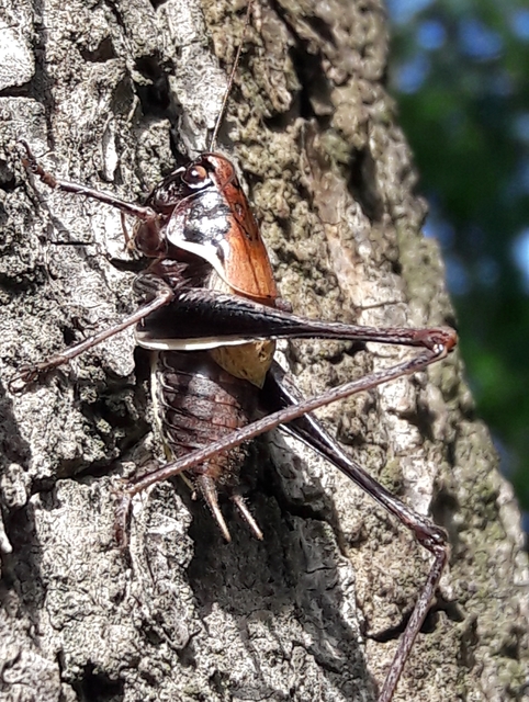 Pholidoptera aptera - nagy avarszöcske