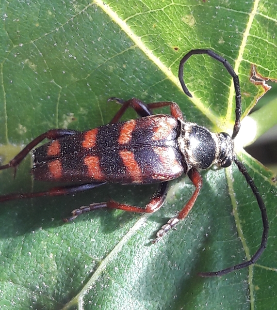 Leptura aurulenta - sárgaszőrű szalagoscincér