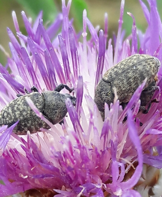 Larinus obtusus - imola-púderbarkó