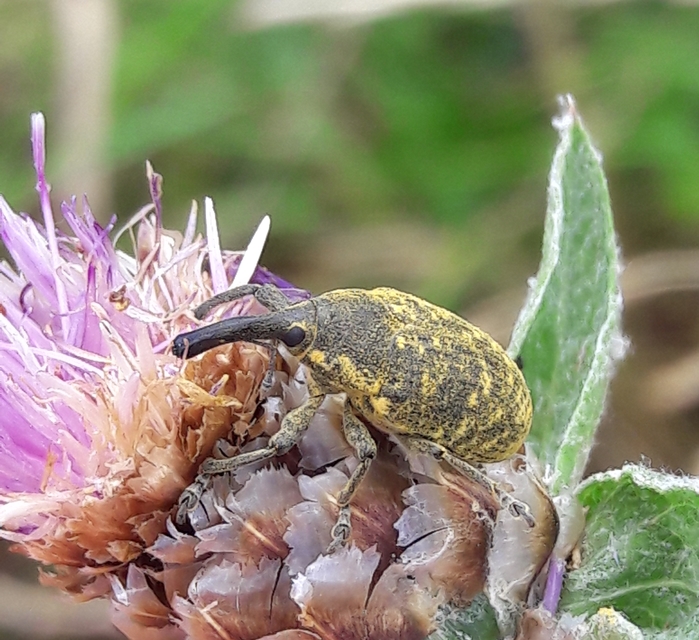Larinus sturnus - aszat-púderbarkó