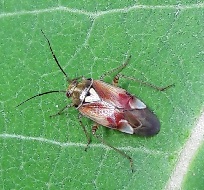 Lygus pratensis - változó mezeipoloska