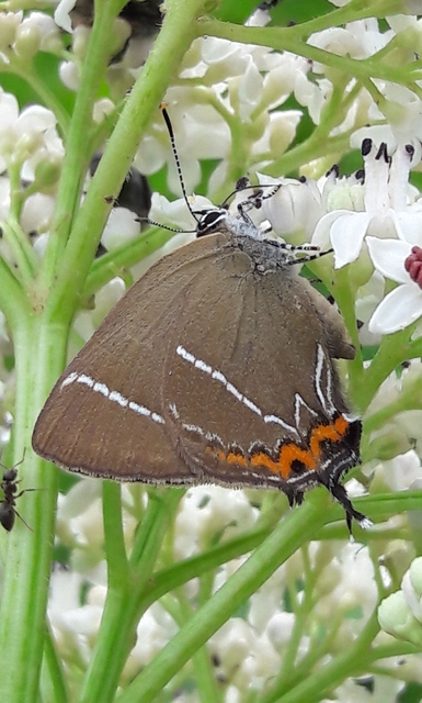 Satyrium w-album - szilfa-csücsköslepke