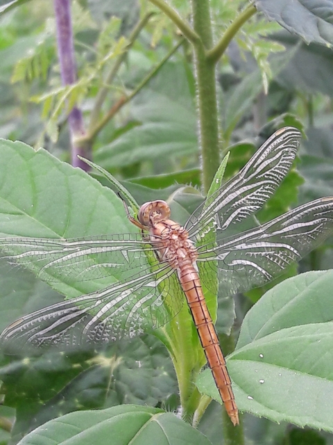 Orthetrum brunneum - pataki pásztorszitakötő