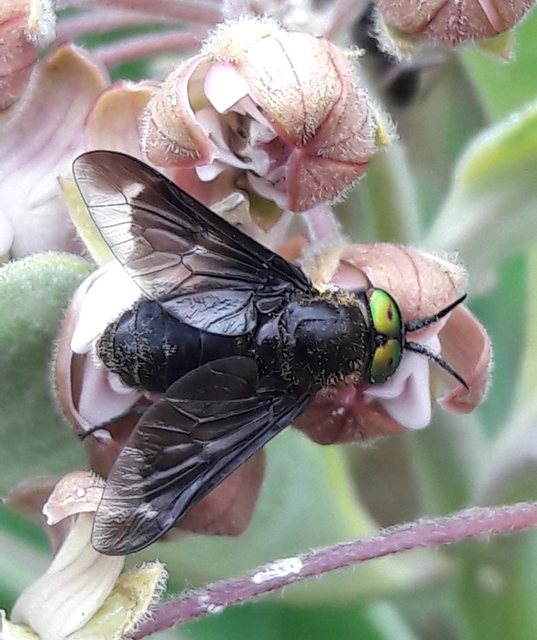Chrysops