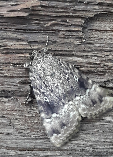 Amphipyra pyramidea - fahéjszínű bagoly