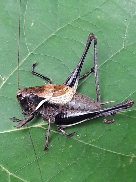 Pholidoptera aptera - nagy avarszöcske
