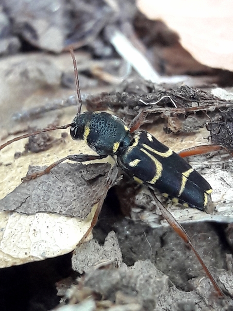 Xylotrechus antilope - fürge darázscincér