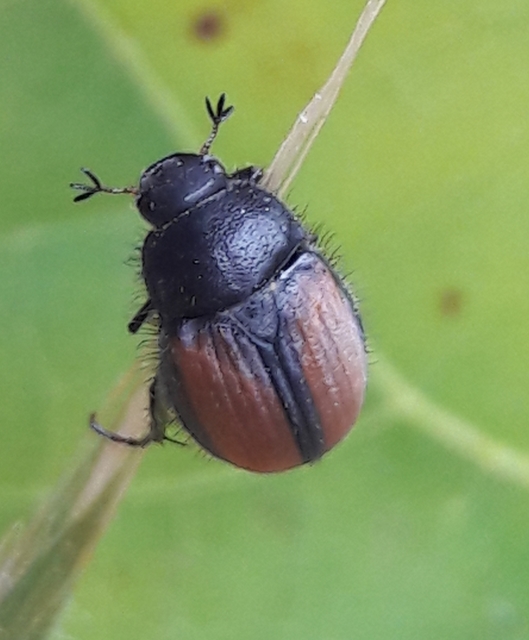 Omaloplia ruricola - kétszínű kiscserebogár
