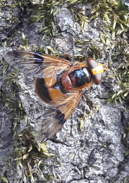 Volucella inflata - kis pihelégy