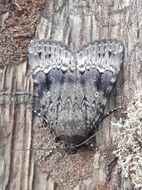 Amphipyra pyramidea - fahéjszínű bagoly