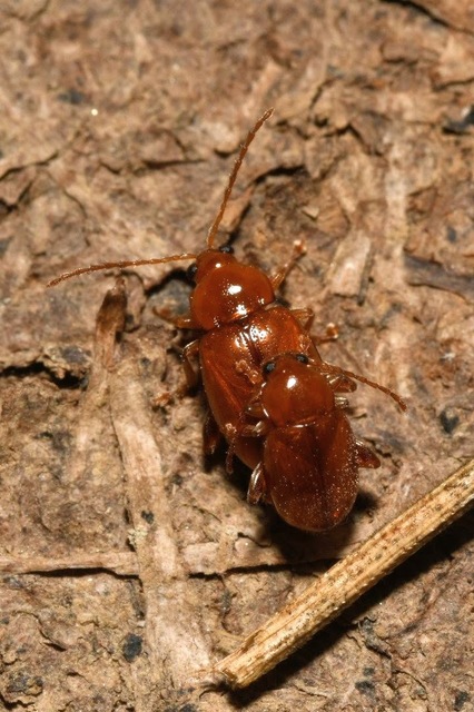 Neocrepidodera ferruginea - közönséges pázsitfű-földibolha