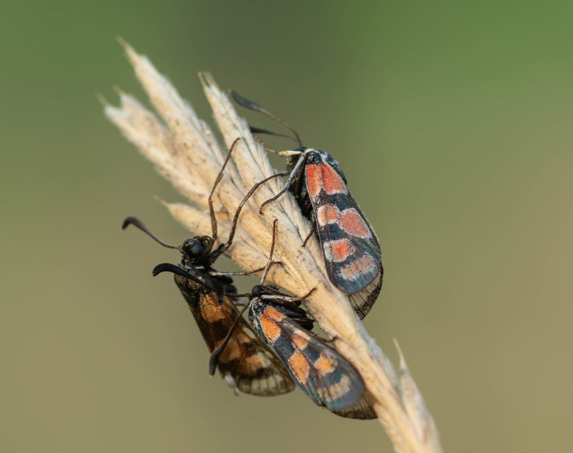 Zygaena carniolica - fehérgyűrűs csüngőlepke