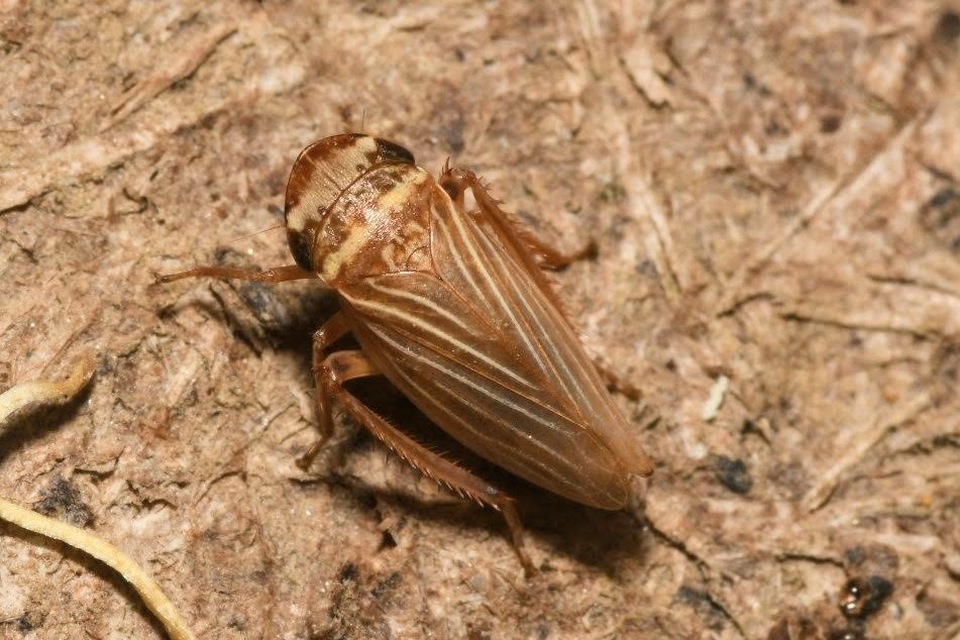 Aphrodes