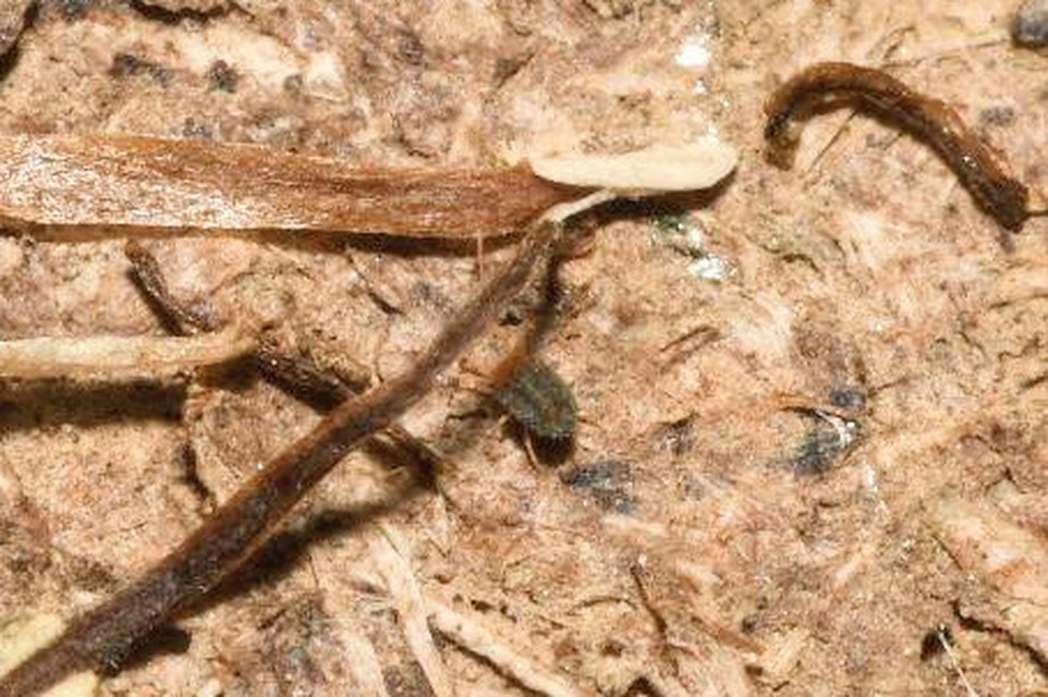Bryobia