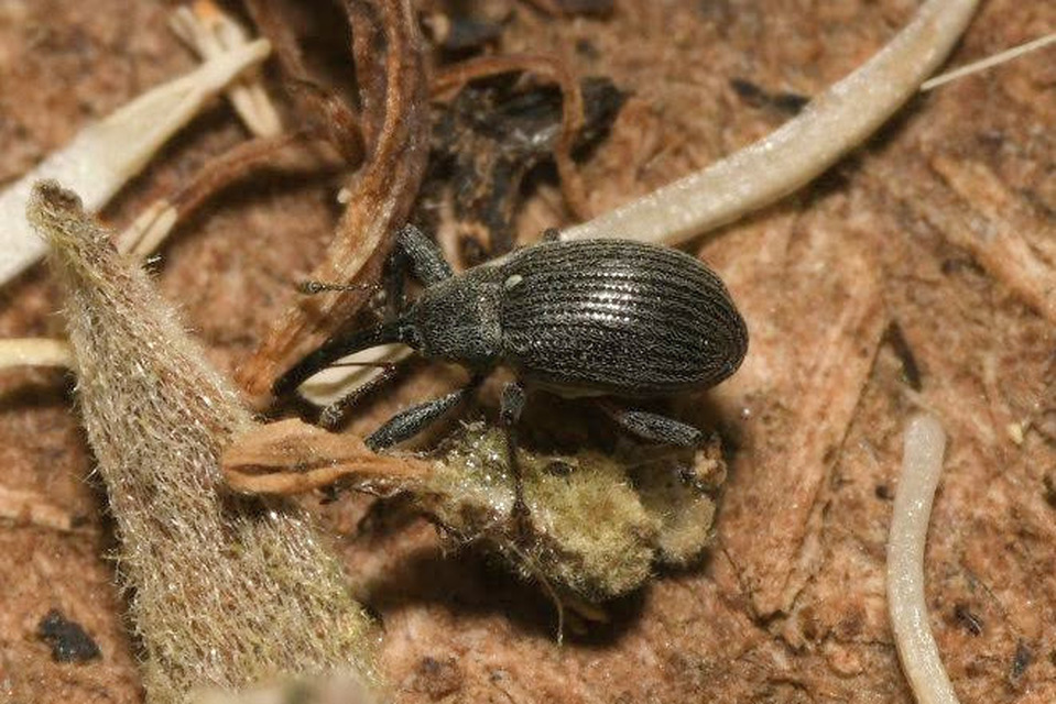 Anthonomus rubi - szamóca-bimbólikasztó Anthonomus rubi - szamóca-bimbólikasztó
