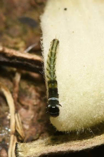 Helcystogramma triannulella - szuláksodró lápimoly