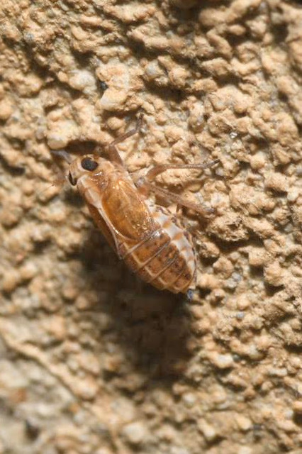 Delphacidae - sarkantyús kabócák