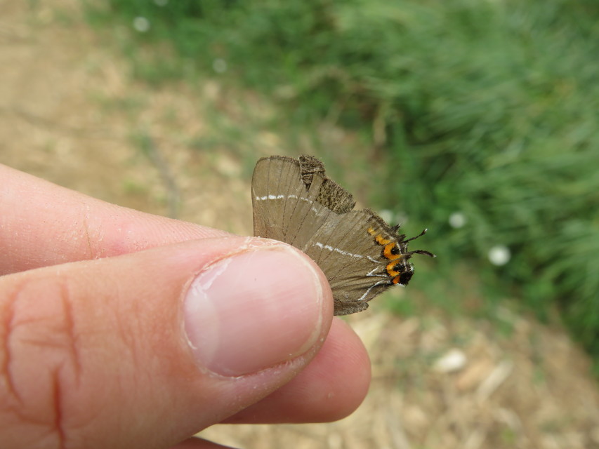 Satyrium w-album - szilfa-csücsköslepke