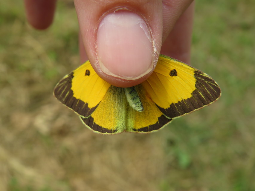 Colias chrysotheme - dolomit-kéneslepke