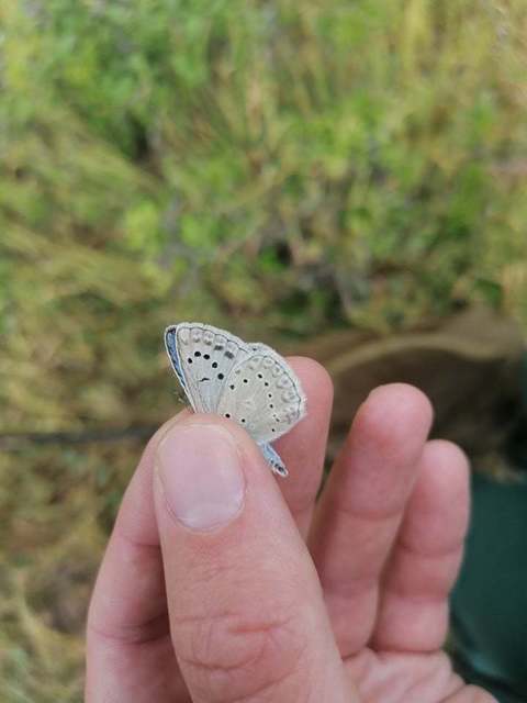 Polyommatus daphnis - csipkés boglárka