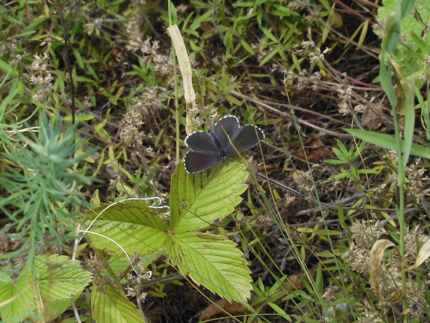 Scolitantides orion - szemes boglárka