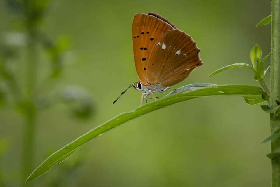 Lycaena virgaureae - arany-tűzlepke