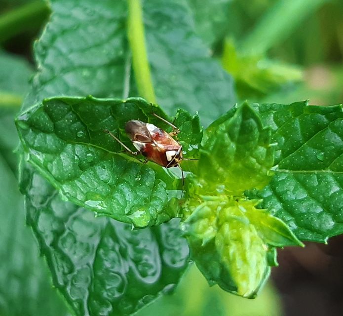 Lygus pratensis - változó mezeipoloska