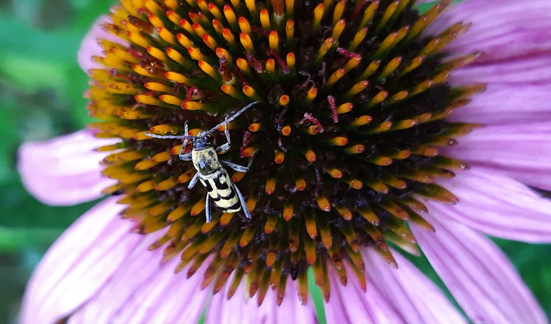 Chlorophorus varius - díszes darázscincér