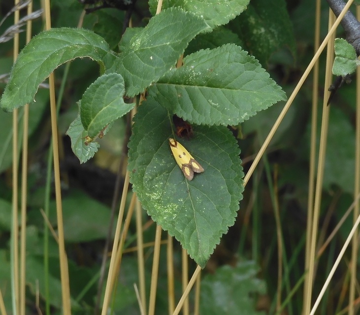 Agapeta zoegana - barnacsíkos sárgamoly