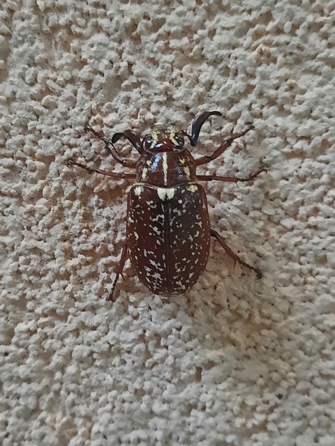 Polyphylla fullo - csapó cserebogár