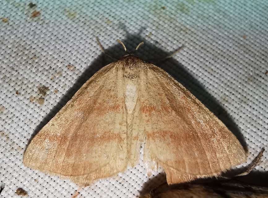 Aplasta ononaria - iglicearaszoló