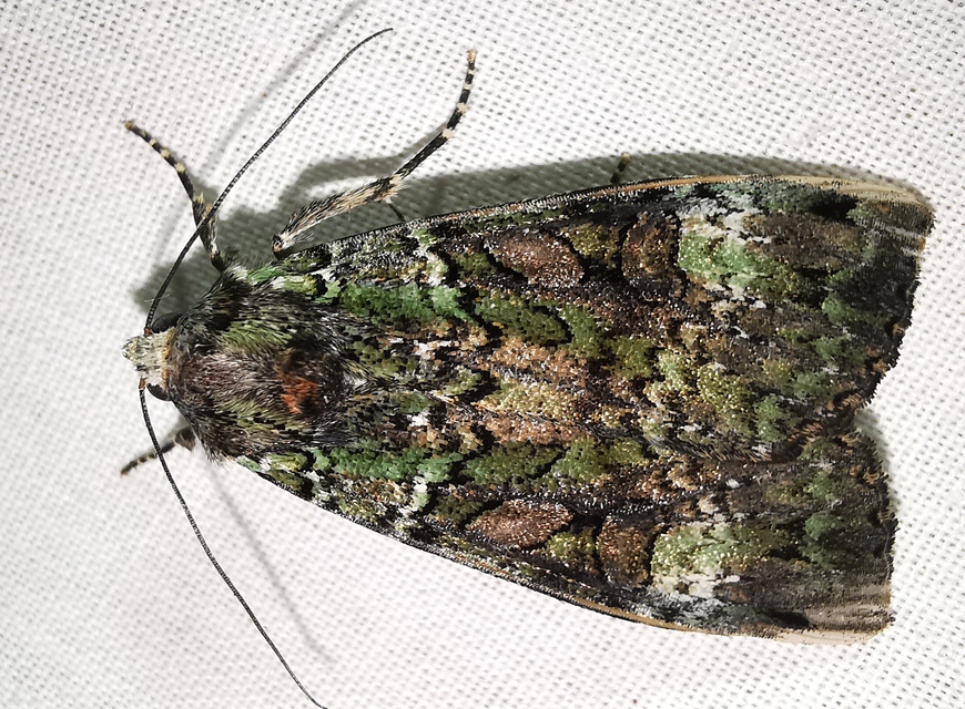 Anaplectoides prasina - zöld hegyibagoly