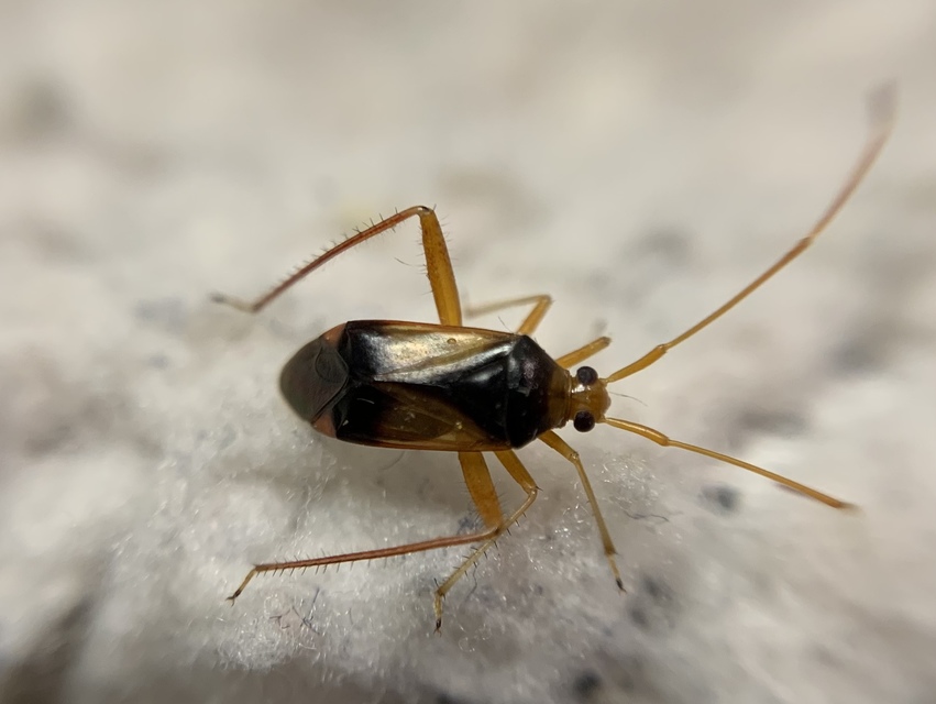 Megacoelum infusum