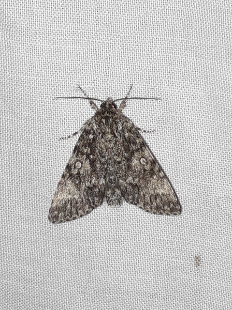 Acronicta megacephala - nagyfejű szigonyosbagoly