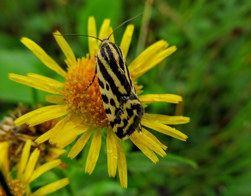 Emmelia trabealis - zebrabagoly